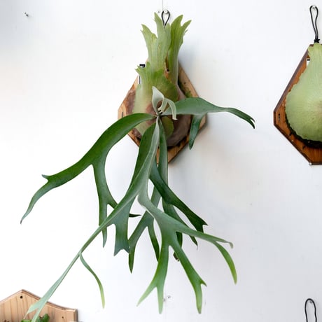 ビカクシダ P.Willinckii cv. Coral pup Platycerium willinckii cv