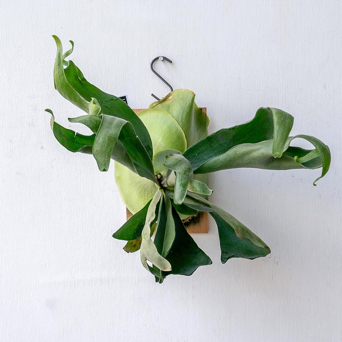 2025.11/12〜】板付ビカクシダ P. Ebid#2（TC） | IMAMA