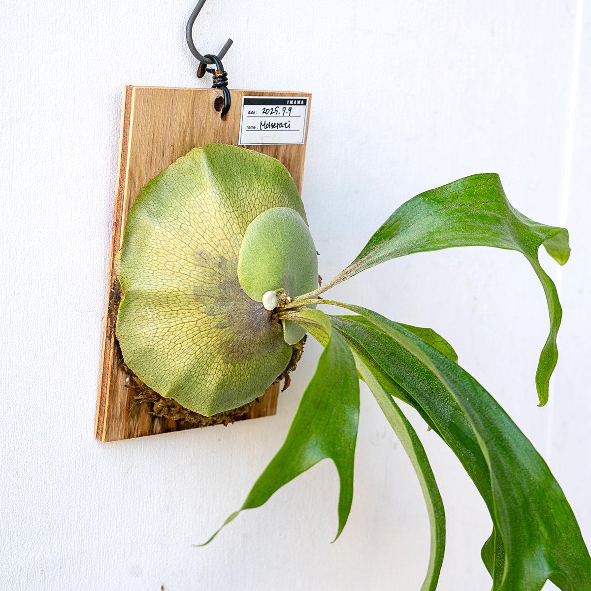 中型ビカクシダ 壁掛け用　『マセラティー』① 中型ビカクシダ 壁掛け用 『マセラティー』① - メルカリ