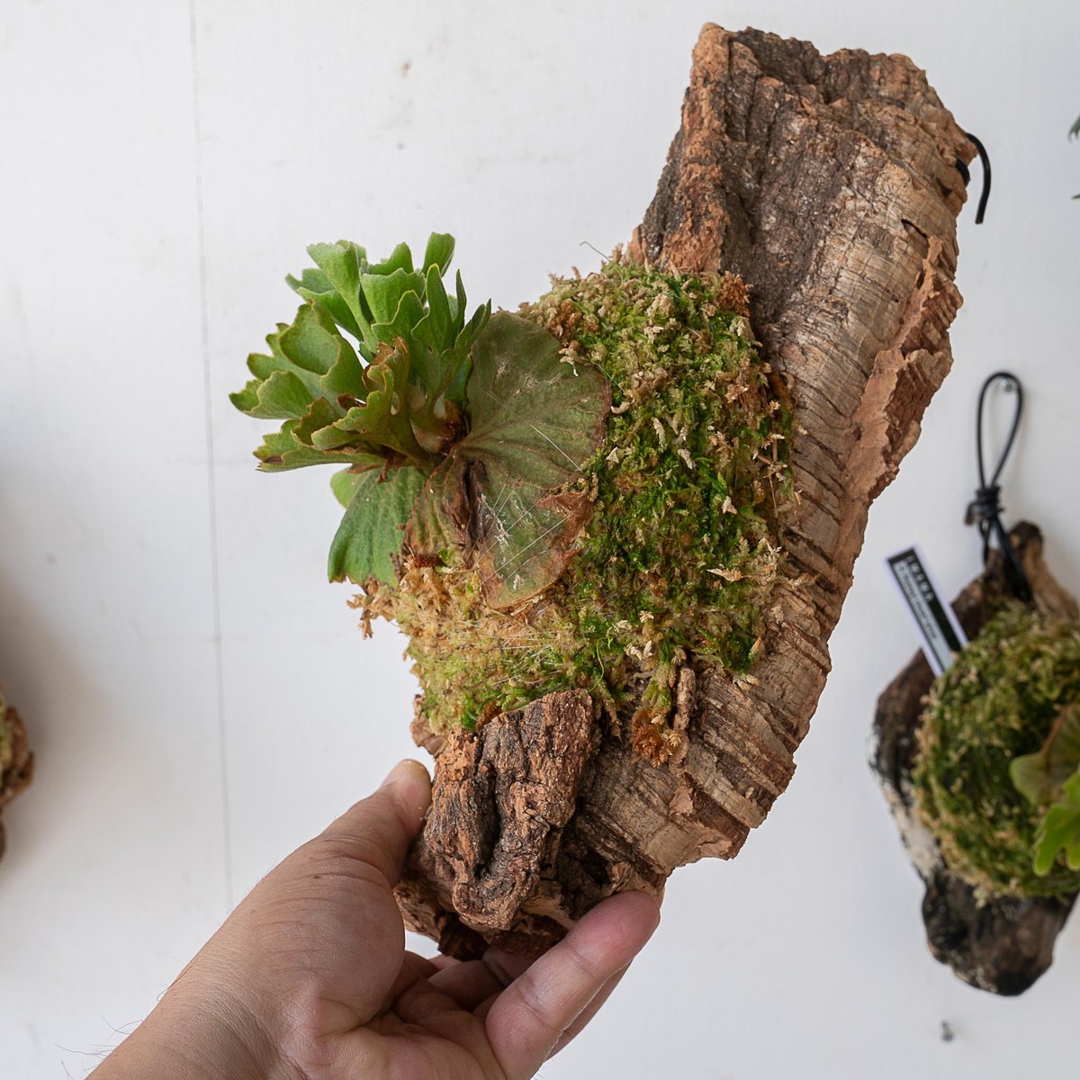 2025.7/7〜】板付ビカクシダ P. Ridleyi dwarf silver コルク0