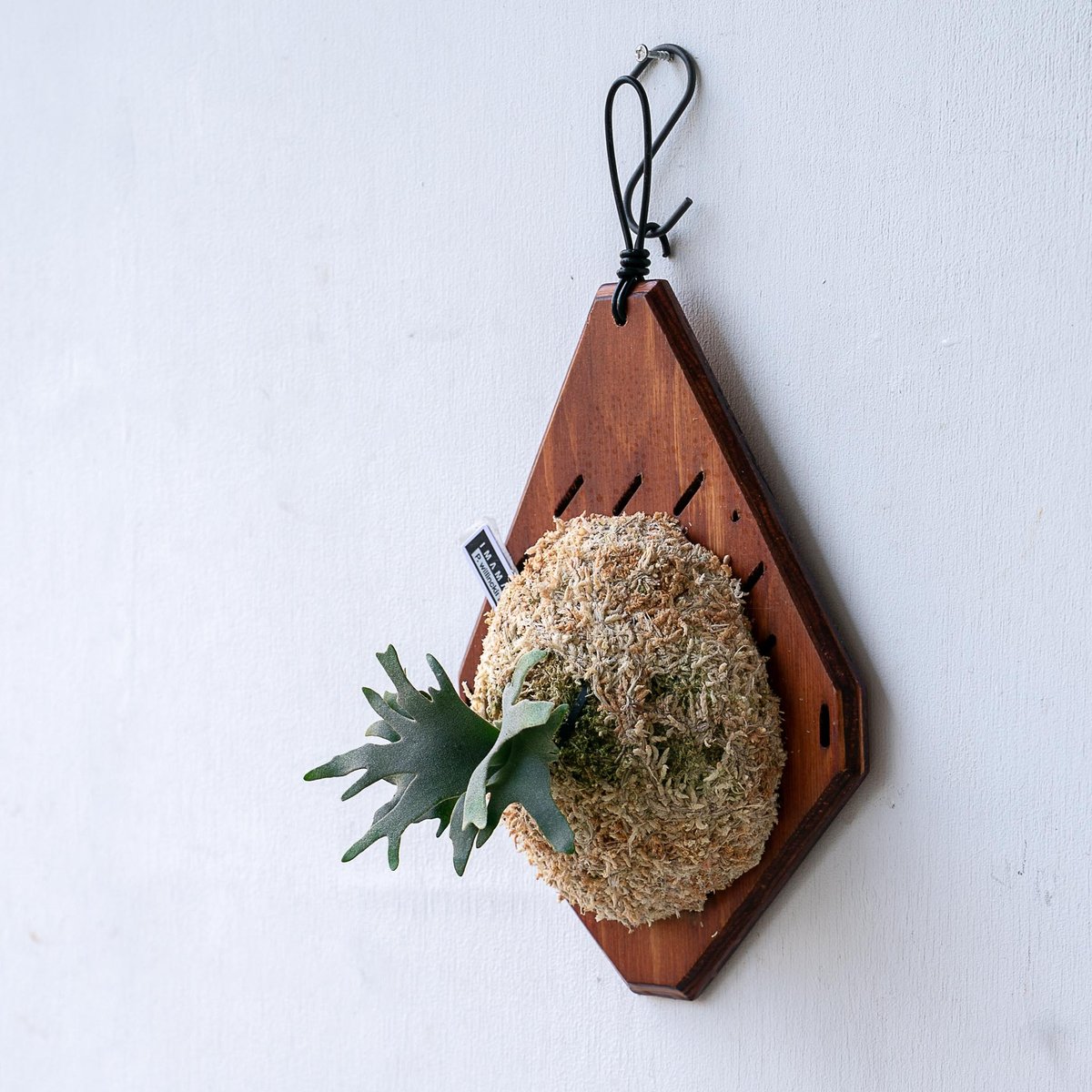 2025.11/12〜】板付ビカクシダ P. willinckii 'Bacteria'