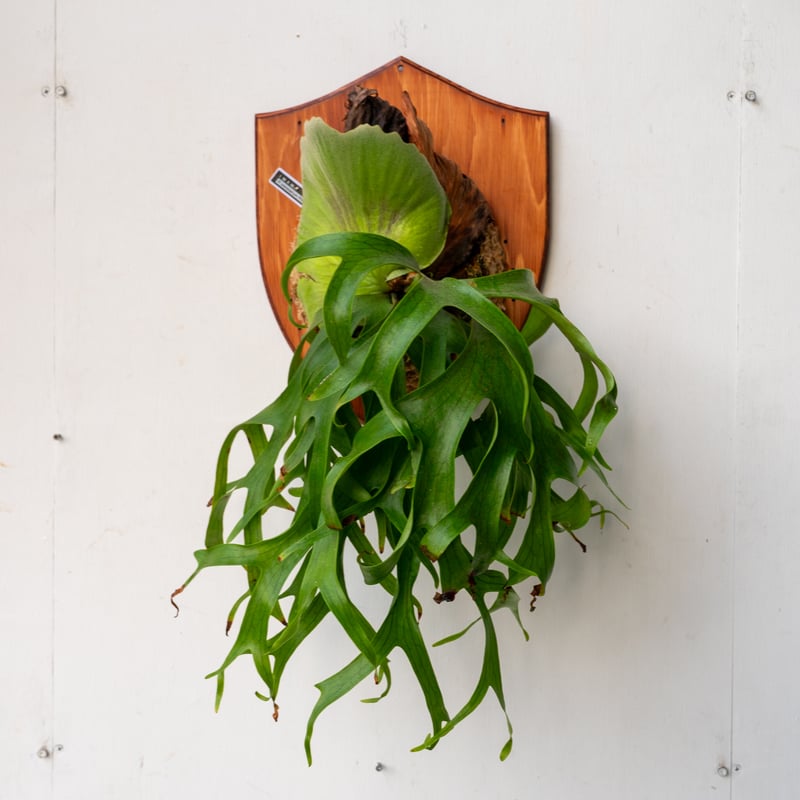 2025.5/10〜】板付ビカクシダ P. coronarium Philippines