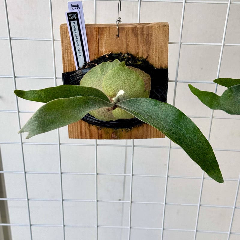 板付ビカクシダ P. veitchii wild sporeling 'Cania #1'