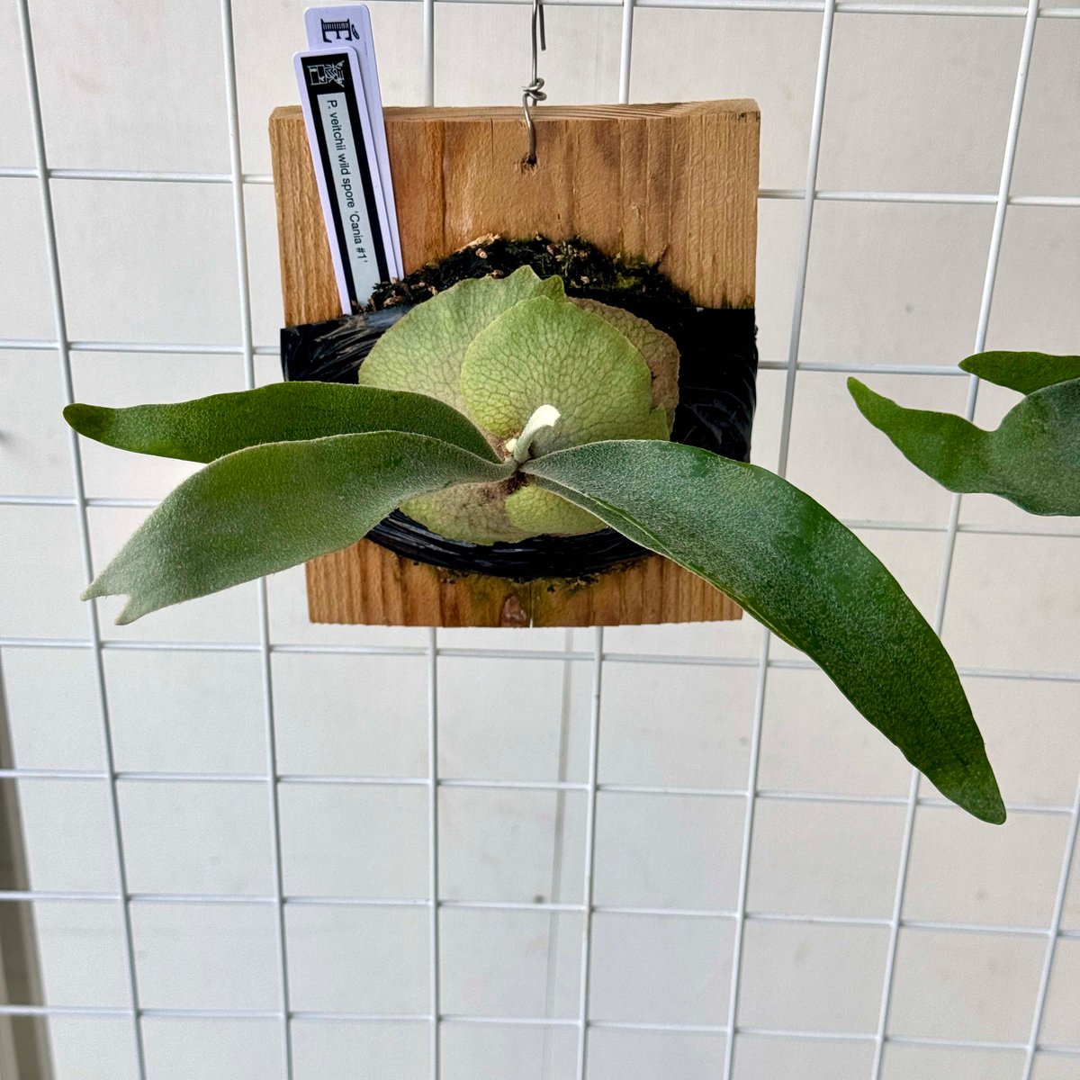 ビカクシダ　veitchii wild vp#17 spore Yahoo!オークション - P. veitchii wild (vp#17) 【vandaka】ビカクシ