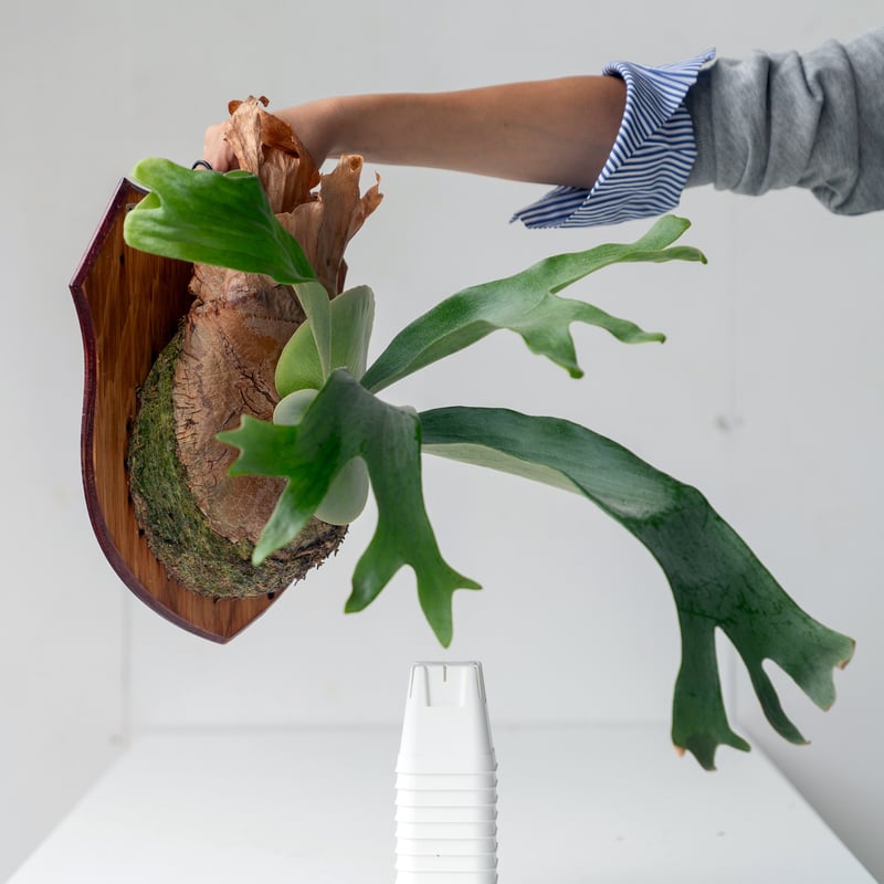 ビカクシダ ヒリー サタヒップP.hillii 'sattahip' コルク付 P. hillii