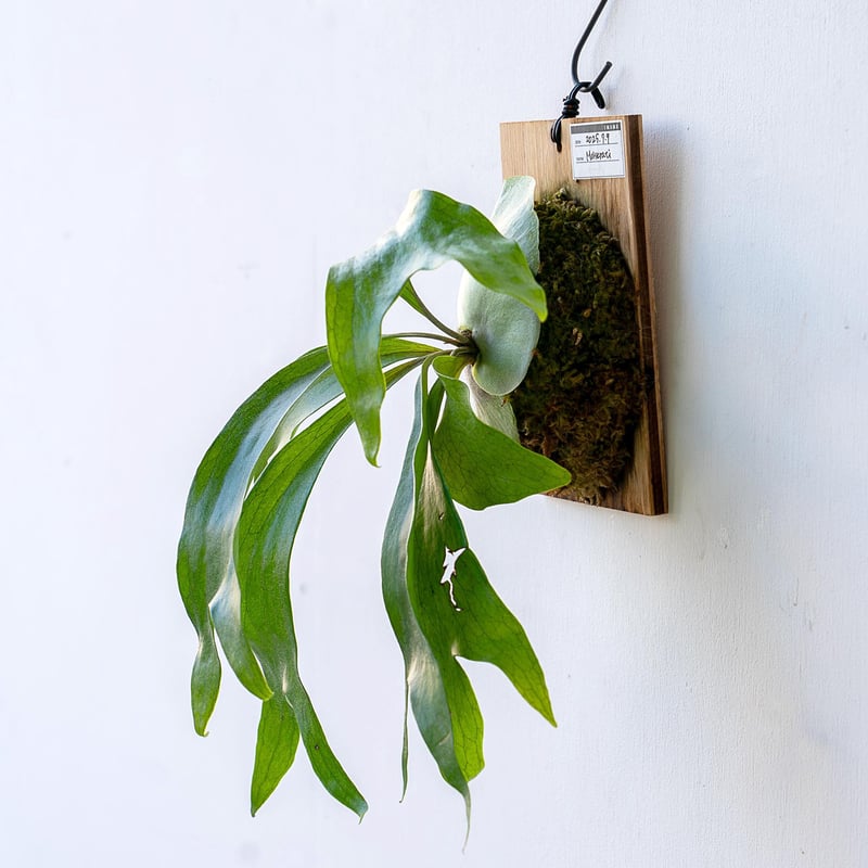 2025.11/12〜】板付ビカクシダ P. Maserati（pup） | IMAMA