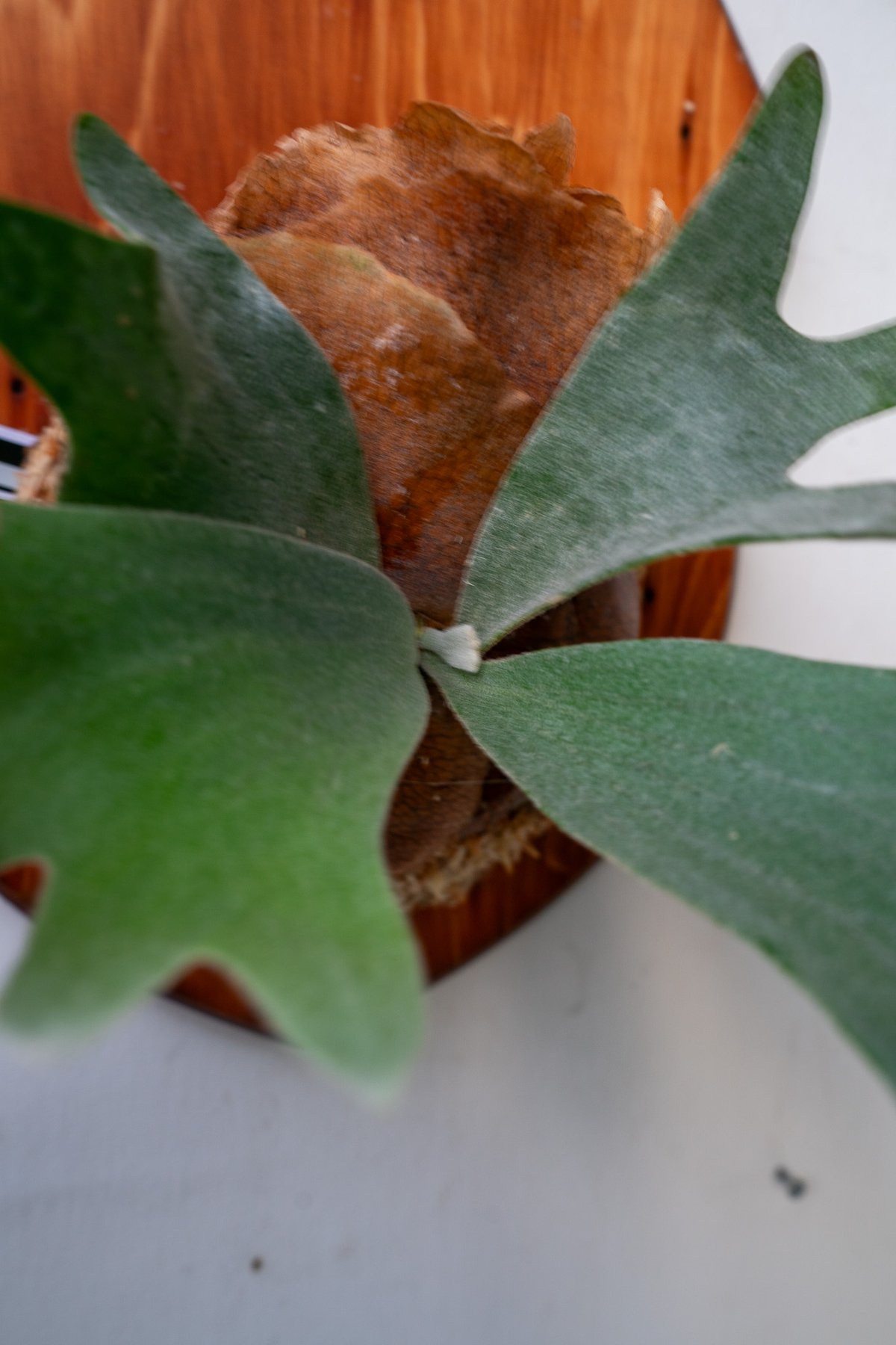 2025.5/10〜】板付ビカクシダ P. Bambi | IMAMA