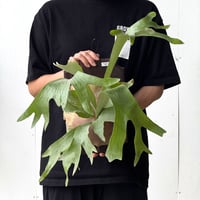 【2026.5/26〜】板付ビカクシダ　 P. hillii 'Kylin'  [pup]