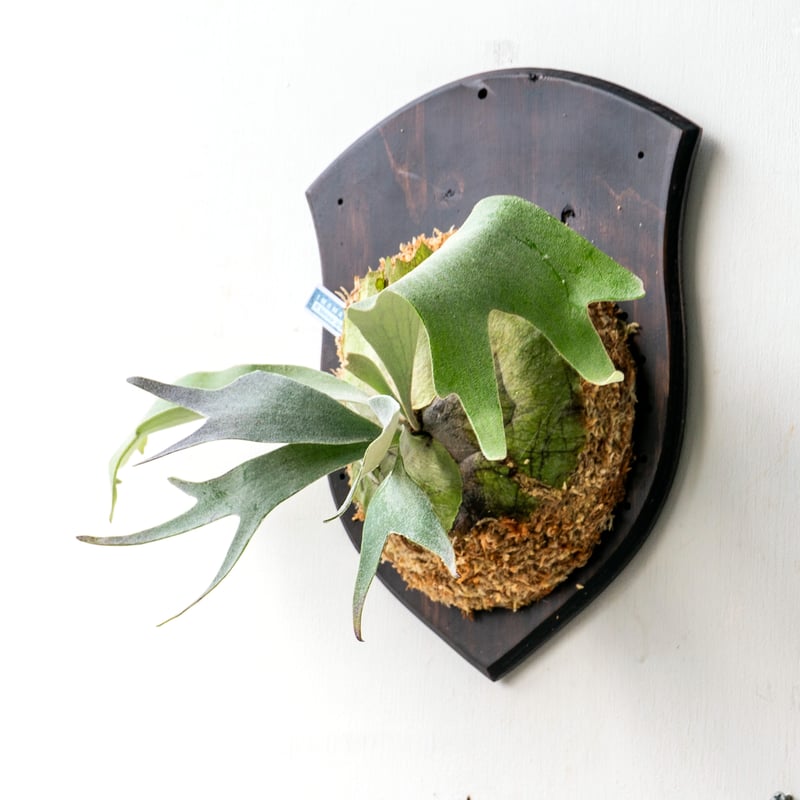 2025.11/4〜】板付ビカクシダ P. Meteor shower（pup） | IMAMA