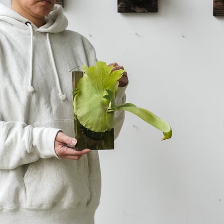 【2026.4/28〜】板付ビカクシダ　P. willinckii sporeling