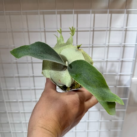 CATEGORY veitchii | IMAMA