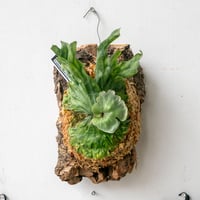 2025.1/19〜】板付ビカクシダ P. monkey north（pup）_2 |