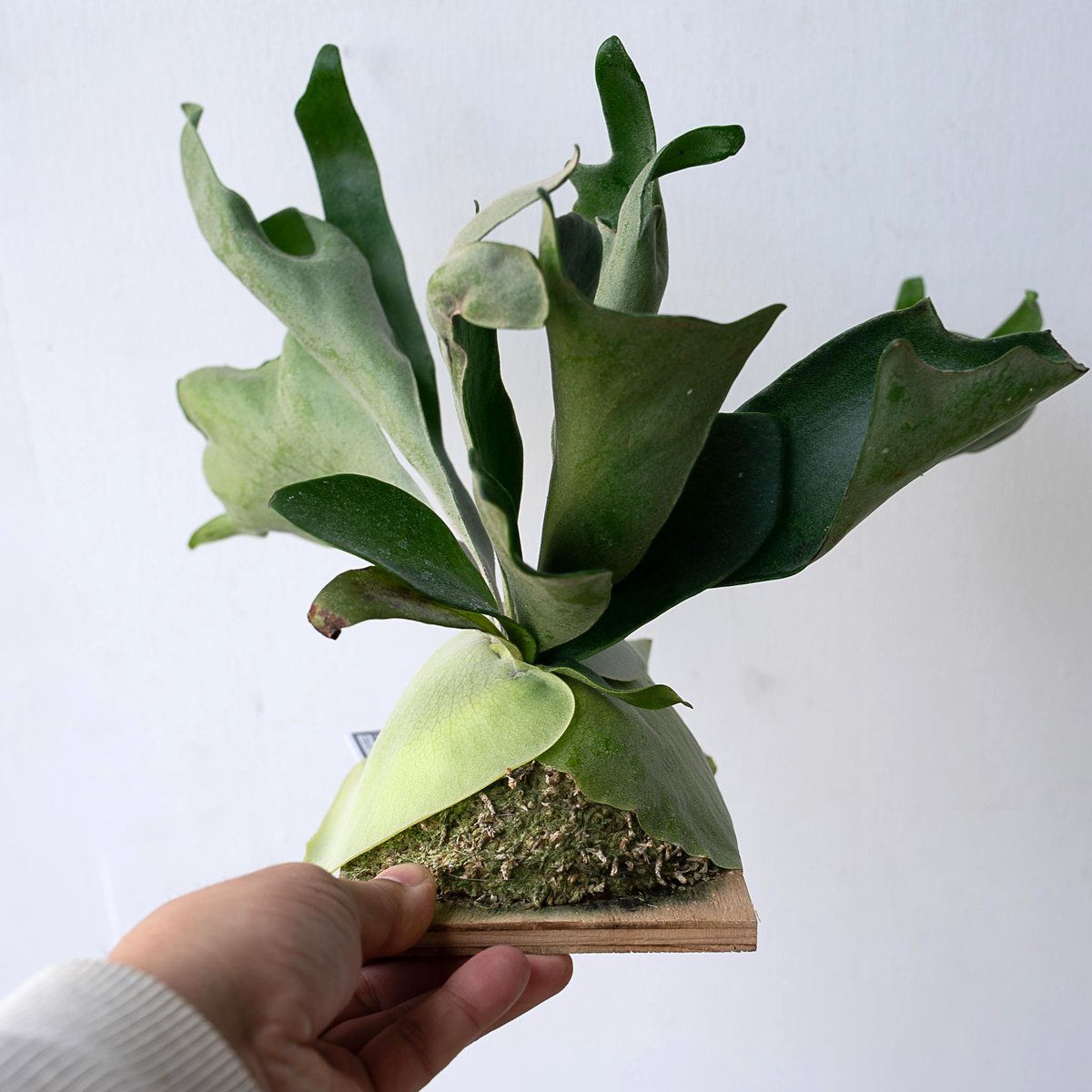 2025.11/12〜】板付ビカクシダ P. Ebid#2（TC） | IMAMA