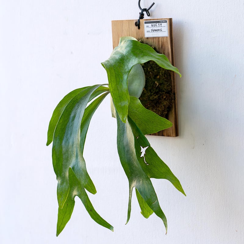 ビカクシダ P.  Ape(PUP) 2025.9/1〜】板付ビカクシダ P. Akki（pup） | IMAMA