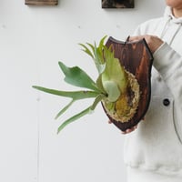 【2026.4/28〜】板付ビカクシダ　P. veitchii 'Lemoinei'