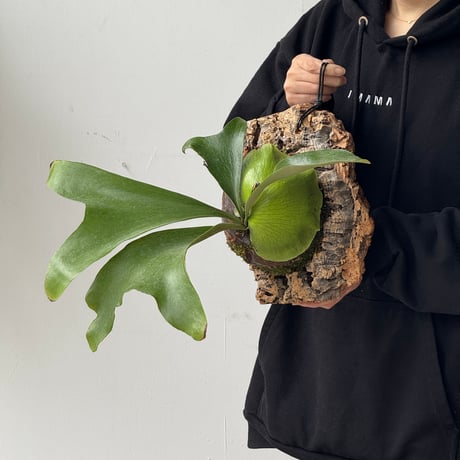 【order】コルク付ビカクシダ　  P. ellisii