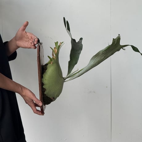 【2026.5/10〜】板付ビカクシダ　P. veitchii × P. bifurcatum