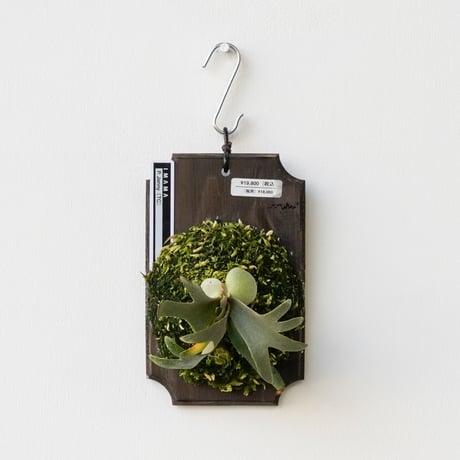 ビカクシダ | STORES