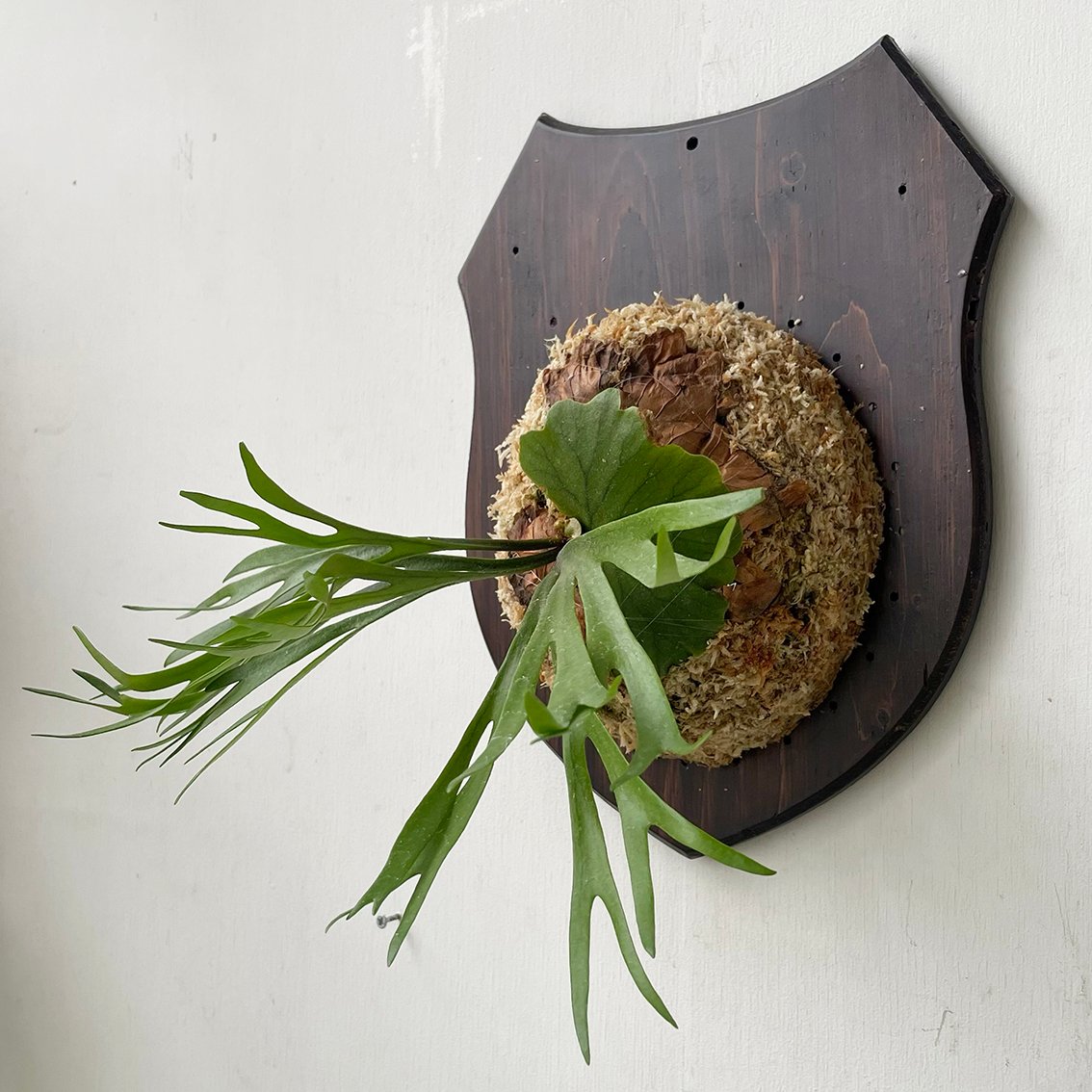 ビカクシダ P.Kitshakood small leaf 2025.5/30〜】板付ビカクシダ P. kitshakood thin leaf |
