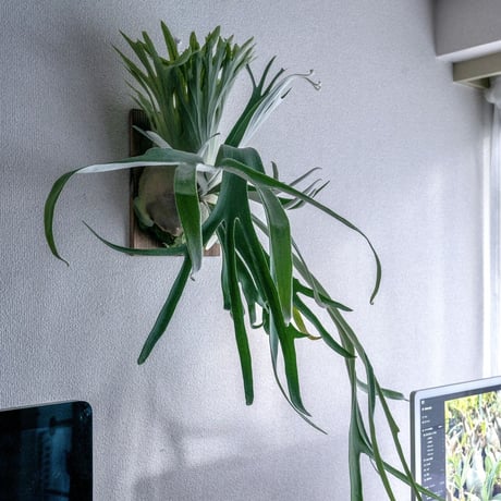 CATEGORY veitchii | IMAMA