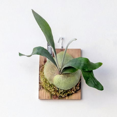 CATEGORY veitchii | IMAMA