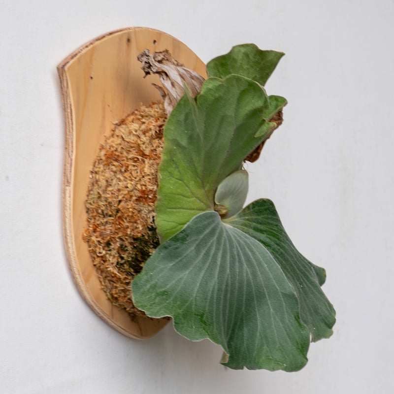 ビカクシダ質問用 逸品を贈る】ギフト用おまかせ板付ビカクシダ | IMAMA