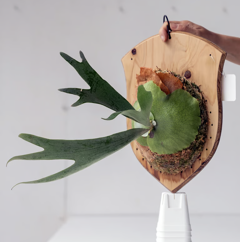 彩りを贈る】ギフト用おまかせ板付ビカクシダ | IMAMA