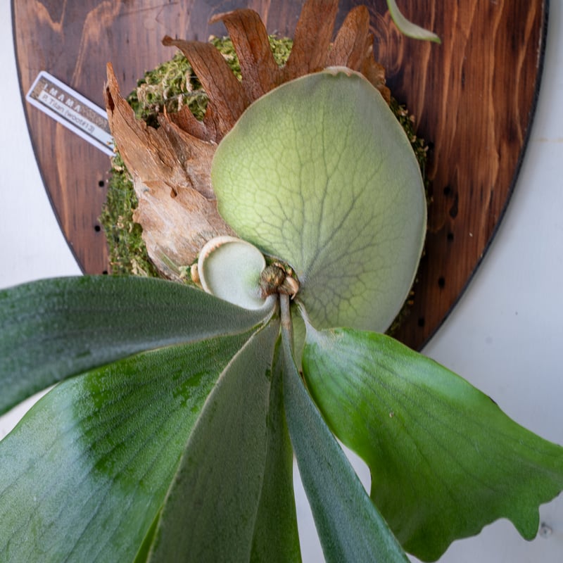 2025.9/1〜】板付ビカクシダ P. Titan woot#13 | IMAMA