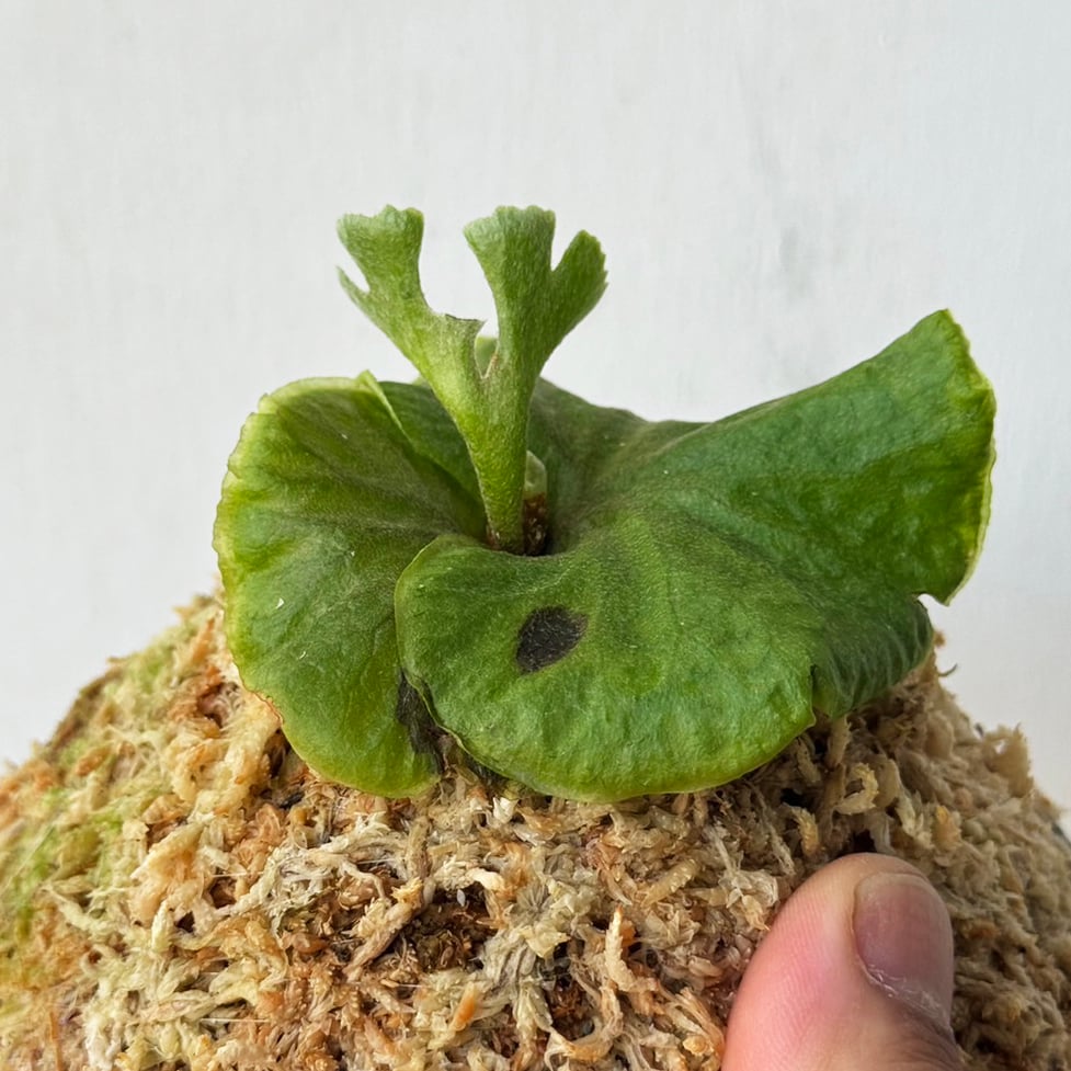 P.ridleyi Dwarf Silvery ビガクシダ ビカクシダ P.ridleyi