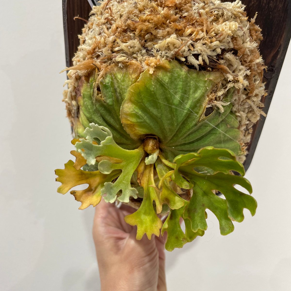 ビカクシダ P.ridleyi dwarf silver319 ☆ P. ridleyi 'dwarf Silvery' sporeling 成長早いです😄 #0の