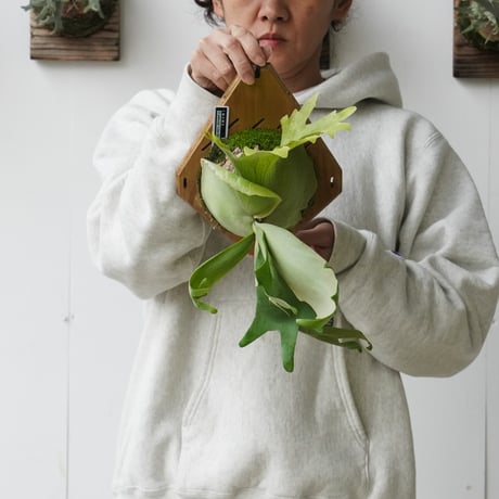 【2026.4/28〜】板付ビカクシダ　 P. willnckii 'Little Elf' [TC]
