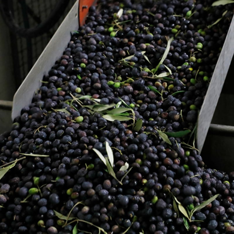 ｲﾙﾌｨｰﾛﾃﾞｨﾊﾟｰﾘｱ わら一本 500ml | ASAKURA Co., Ltd.