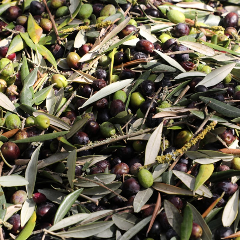 オルチョサンニータ 500ml | ASAKURA Co., Ltd.