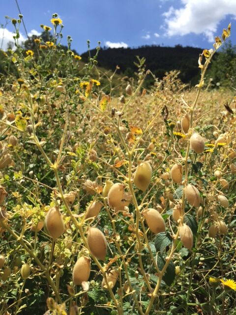 チェチ（ひよこ豆）200g | ASAKURA Co., Ltd.