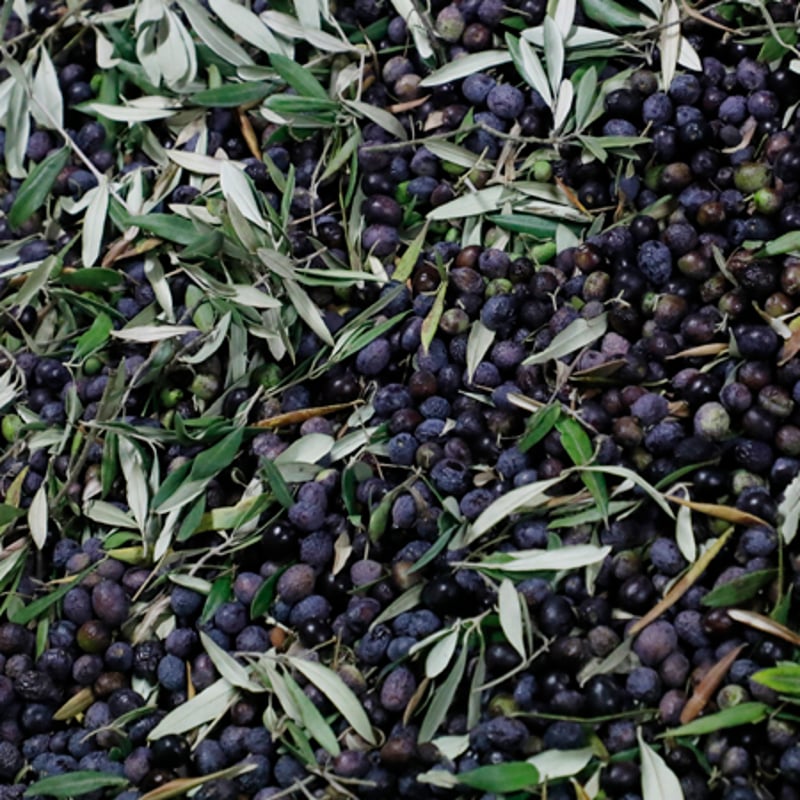 ｲﾙﾌｨｰﾛﾃﾞｨﾊﾟｰﾘｱ わら一本 100ml | ASAKURA Co., Ltd.