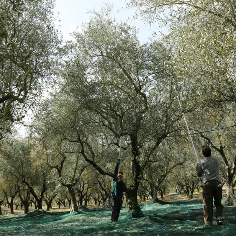 オルチョサンニータ 750ml | ASAKURA Co., Ltd.