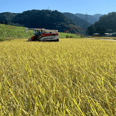 〔定期便・毎月〕《白米10kg×2袋》【令和6年産新米】特別栽培米　コシヒカリ