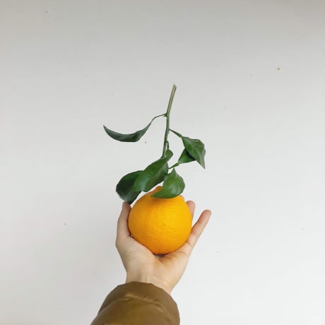 不知火5kg（2月末発送）