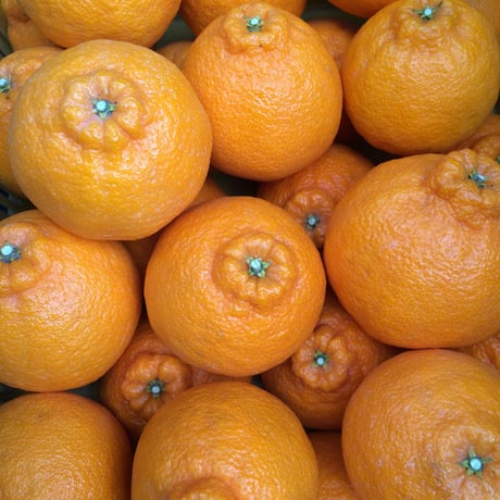 不知火5kg（2月末発送）