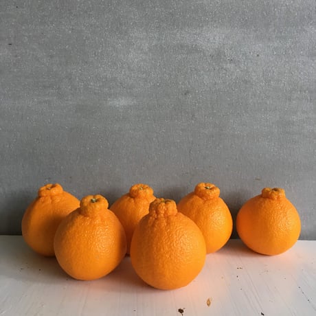 不知火5kg（2月末発送）