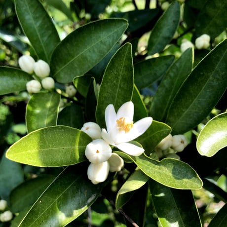 伊予柑5kg（1月下旬発送）