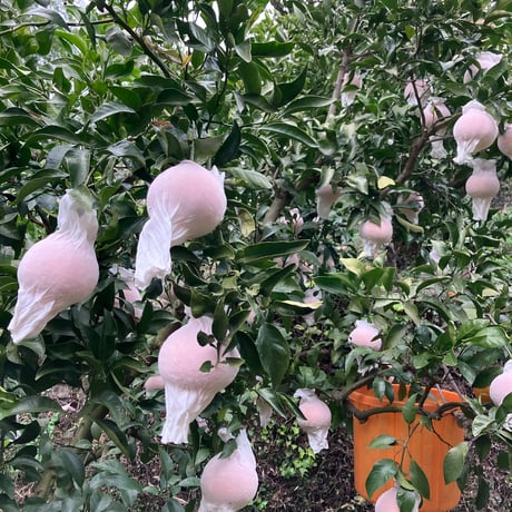 不知火5kg（2月末発送）