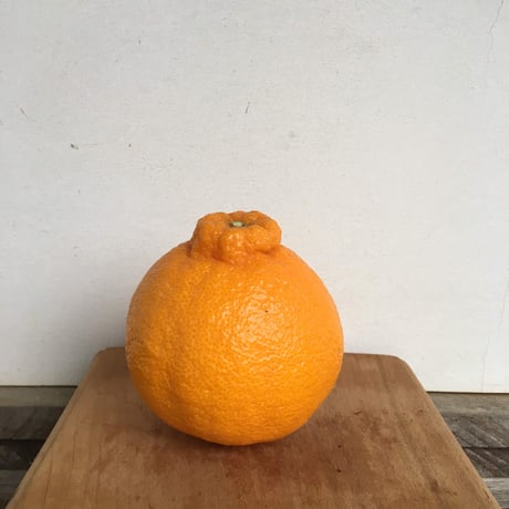 不知火5kg（2月末発送）