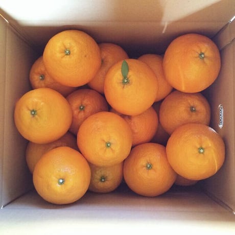 伊予柑5kg（1月下旬発送）