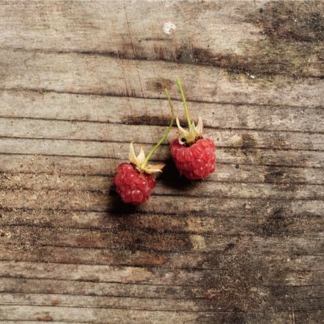 Jyväskylä  Raspberry  POUCH【STAYING with WILD COLORS】
