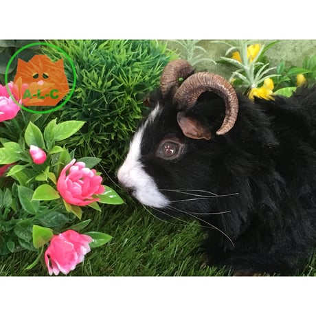 Sheep Horned-Cavy(Black)／モルホーン（黒）2017