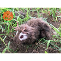 Antlered-Cavy(Brown)／モルディアー（茶）2017
