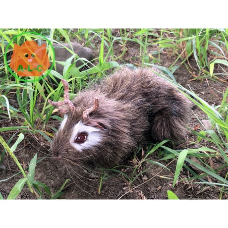 アートドール | STORES