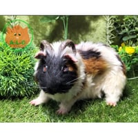 Sheep Horned-Cavy(White,Black&Brown-Mix)／モルホーン（白黒茶-Mix）2021