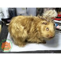 Antlered-Cavy(Gold)／モルディアー（金）2025
